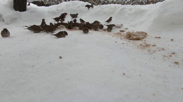 ?Птицы зимой | Сорока Воробьи ?? / Birds in winter | Magpie Sparrows ? смотреть онлайн