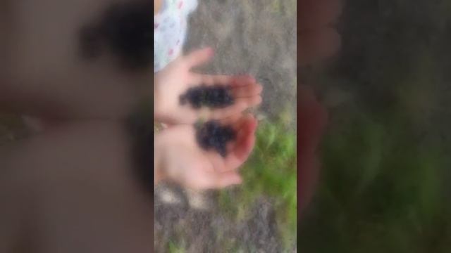 Фінляндія. Сезон чорниці відкрито 🤤/ Finland. Blueberry season is open 🤤 смотреть онлайн
