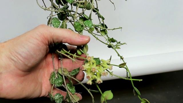 A February Visit with Hoya curtisii or Surprises Happen смотреть онлайн