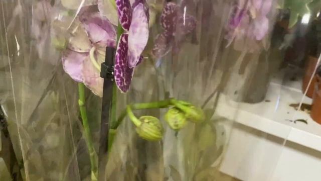 Свежие орхидеи во Флориде. Дикий Кот, Кимоно, Претти Романс, Клеопатра ... смотреть онлайн