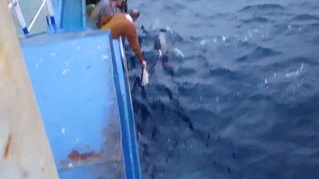 Морской котик Ярусолов Юго-Восток 3 Рыбалка 2018 смотреть онлайн