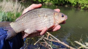 КРУПНЫЙ РЕЧНОЙ КАРАСЬ НА ПОПЛАВОК!!! Рыбалка на утренней зорьке