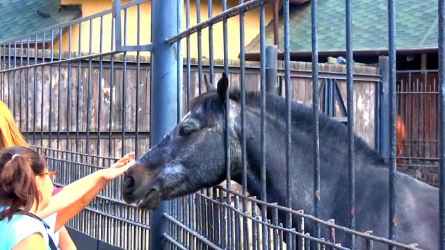 Домашняя лошадь Московский зоопарк Horse Moscow Zoo Pets うま 馬 말 حصان घोड़ा At Pferd Морь Ziminvideo
