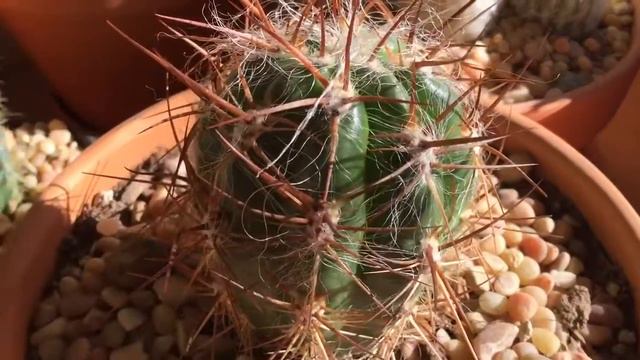 Devil's Tongue Barrel Cactus with Red Spines смотреть онлайн