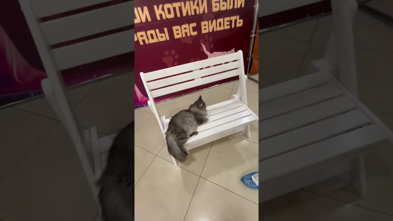 Большой кот смотреть онлайн