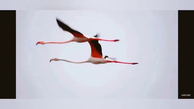Танцы Минус - Цветут Цветы?? смотреть онлайн