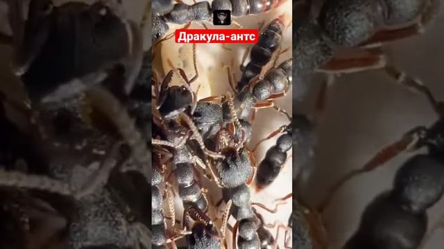 Как муравьи-вампиры пьют кровь своих личинок ? смотреть онлайн