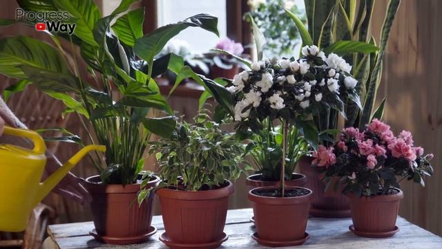 1 Капля И Черенки Все В Корнях! Мощное Средство Для Образования Корней! Стимулятор Роста Растений смотреть онлайн