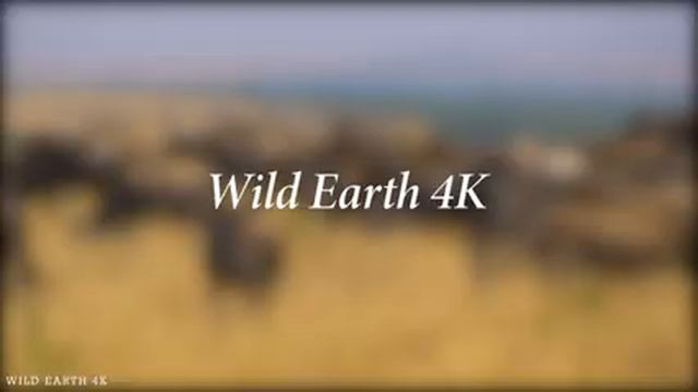 Survive the Wild | 4K Wildlife / 4K TV: African buffalo,Lions,... - Relaxation & Calming Music смотреть онлайн