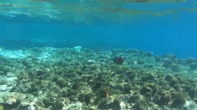 Concorde El Salam Front Area 5* риф