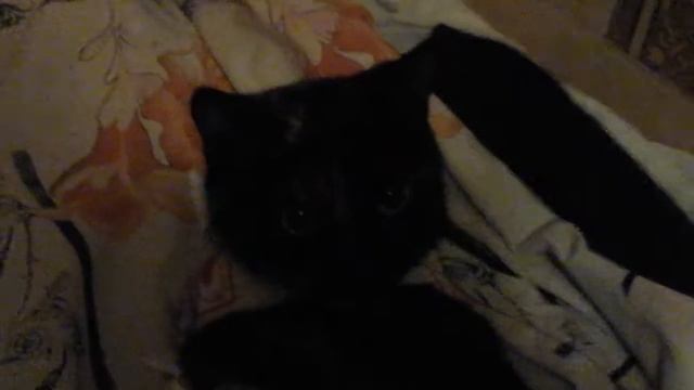 Теперь Виста не рычит и не шипит. смотреть онлайн