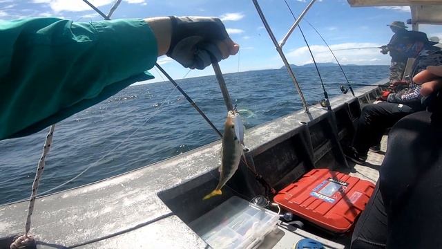 Borneo Jigging Experience Xzoga Signature PE 1.2-2.0 смотреть онлайн