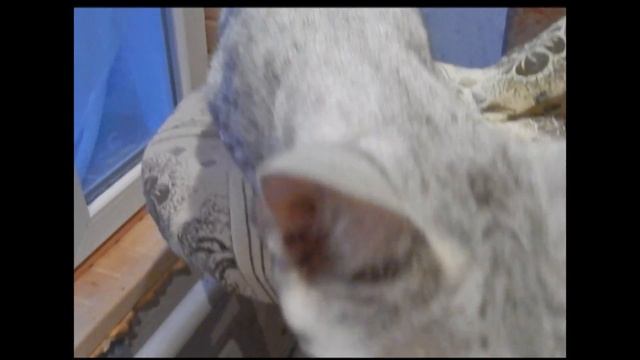 Саванна маркировка кошек смотреть онлайн