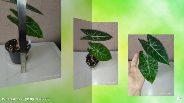 Излишки алоказий и хомаломен смотреть онлайн