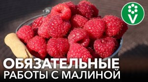 СОБИРАЮ МАЛИНУ ВЕДРАМИ! Первые важные работы с малиной весной, от которых зависит урожай