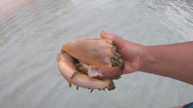 Queen Conch Fighting For Its LIFE And SURVIVAL!