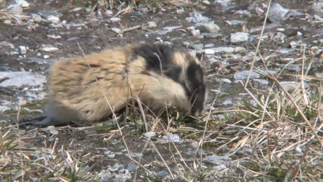 Berglemming, Norway Lemming смотреть онлайн
