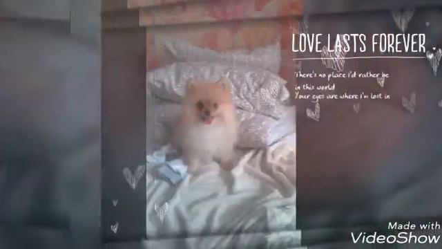 Как росла моя собачка Леси смотреть онлайн