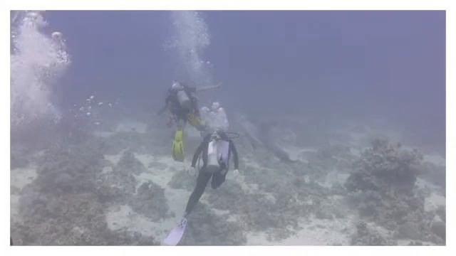 Scuba Diving in Hurghada Red Sea Egypt Shehab boat and diving center смотреть онлайн