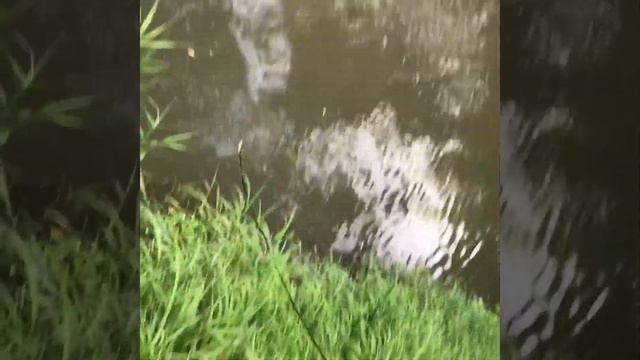 Магнитная рыбалка на сетуньке смотреть онлайн