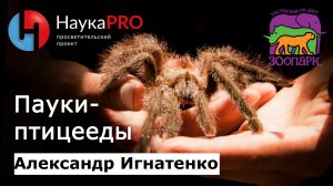 Паук-птицеед: виды, анатомия, поведение | Лекции по зоологии – зоолог Александр Игнатенко | Научпоп