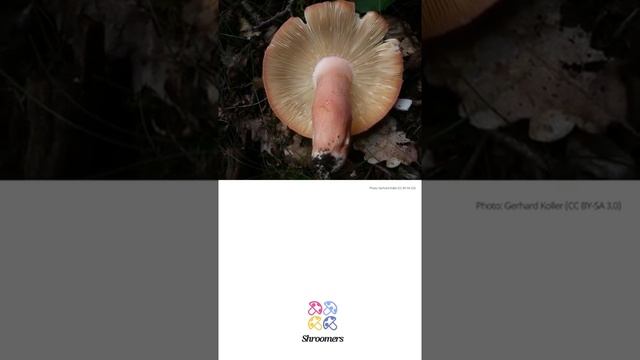 Rosy brittlegill (Russula rosea) | Practical Mushroom Profile | Shroomers смотреть онлайн