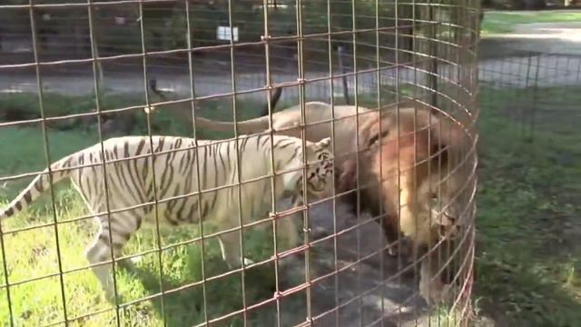 Лев и Белый Тигр Лучшие Друзья смотреть онлайн