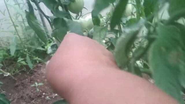 Томат Мазарини. Сорт, который меня никогда не подводит. смотреть онлайн