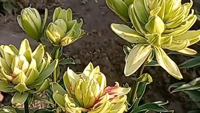 МИСТЕРИ ДРИМ?мистическая лилия зеленого цвета#лилии#цветение#цветник#алтай смотреть онлайн