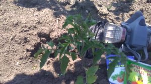 Схема обработки рассады от болезней и вредителей