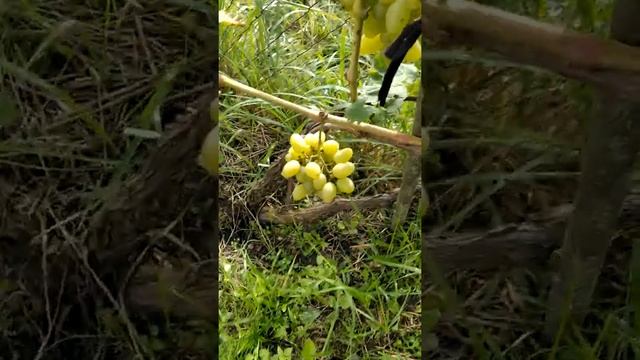 виноград сорт АЛЁША ПОПОВИЧ смотреть онлайн