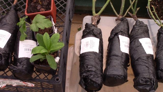 Поздно осенью пришли саженцы (Обзор хвойники, розы, рододендрон). Как сажать в таких условиях? смотреть онлайн