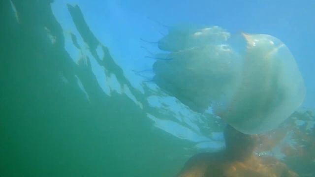 Черноморские медузы 20 минут релакса Железный порт 2018 / Black Sea jellyfish. relaxation смотреть онлайн