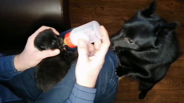 Кормление щенков ШИППЕРКЕ смесями от 