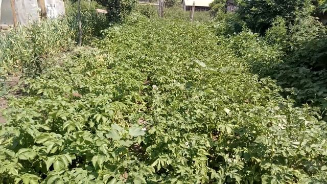 СКОЛЬКО СТОИТ МОЯ ТЕПЛИЦА и др. новости смотреть онлайн