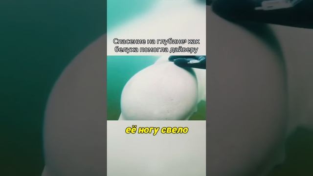Спасение на глубине: как белуха помогла дайверу