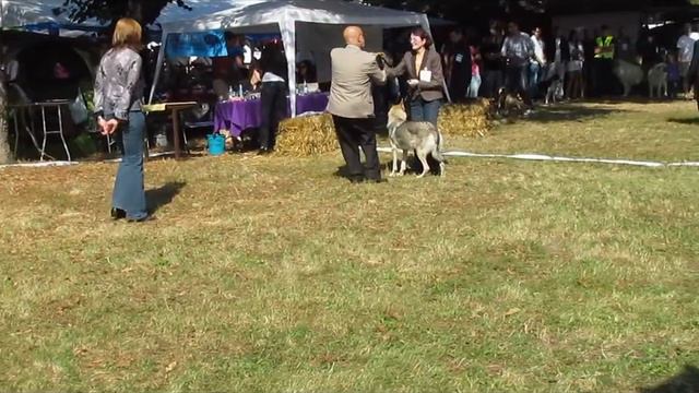 Dracula Golden Trophy Tg .Mures 2011.avi смотреть онлайн