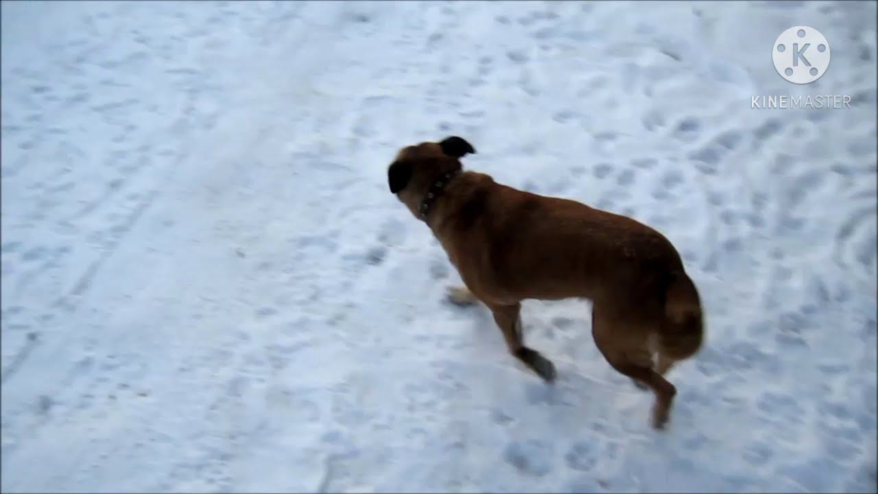 КОЛХОЗ. Завели кроликов. Подсобное хозяйство. Зима началась! смотреть онлайн
