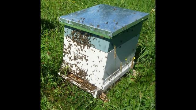 О пчелиной семье смотреть онлайн