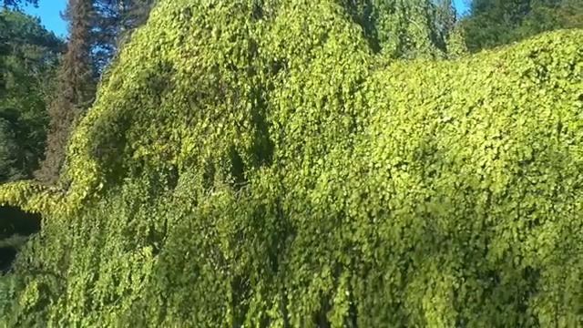 improvisation n 171 bansuri and yamaha PSR E363 смотреть онлайн