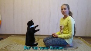 Дрессировка кота. Команда АП. Как научить?