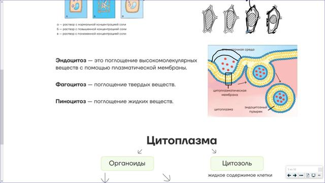 2_Белки и органоиды клетки