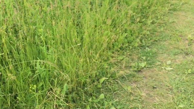 Будем купаться... Чудово, река Кересть. Как бы, пляж. 27.07.2017, 10:41 смотреть онлайн