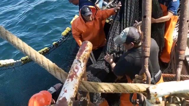 Captura de atún blanco en mar abierto con gran red de pesca смотреть онлайн
