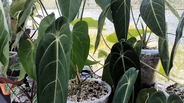 Easy Care Guide for Latest & Premium Anthuriums (Names included) Tropical Rare Plants 2023 смотреть онлайн