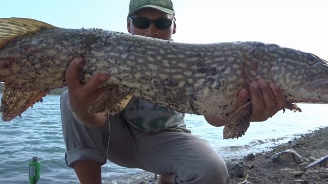 Ловля трофейной щуки!!!в августе 2018г!Уловистая снасть резинка!Живец на щуку!!! смотреть онлайн