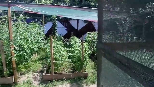 Сырники с грушевым джемом