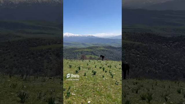 Этот конь гуляет здесь каждый день