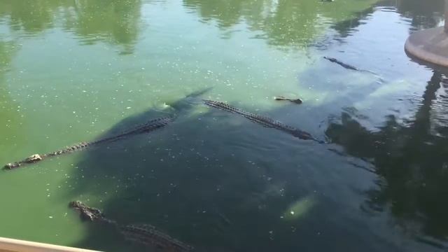 Крокодиловая ферма, парк Explore, Джерба, Тунис | Crocodile farm, Explore park, Djerba, Tunisia смотреть онлайн
