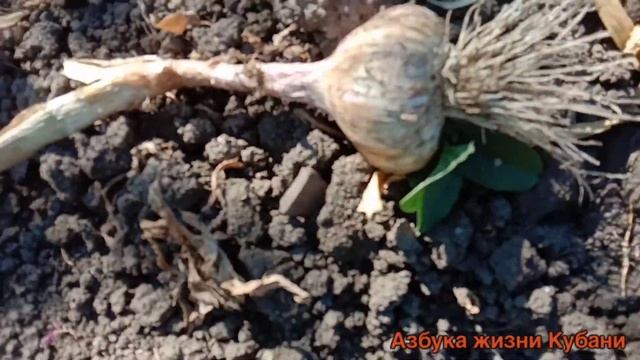 КОГДА УБИРАТЬ ОЗИМЫЙ ЧЕСНОК? СРОКИ. ОСОБЕННОСТИ смотреть онлайн